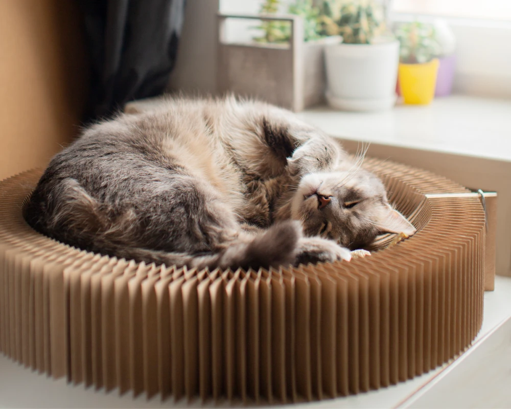 automatic pet feeder multiple cats