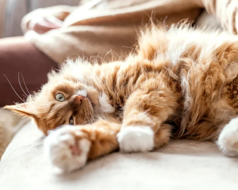 automatic pet feeder with camera