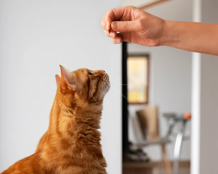 automatic pet feeder with camera